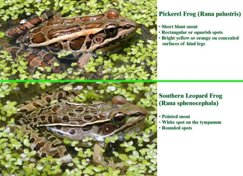 Re: Hey Frog Face! -- pickerel frog vs leopard frog; DISPLAY FULL IMAGE.