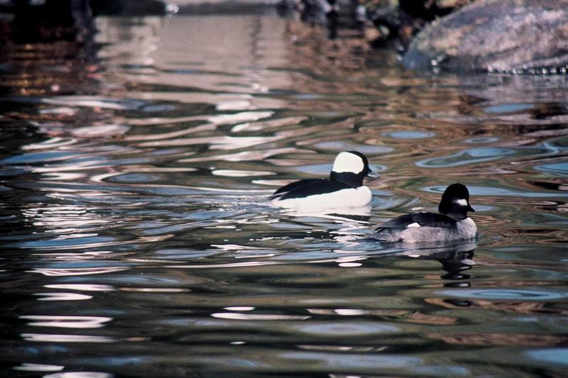 Bufflehead(Bucephala albeola) pair{!--큰머리흰뺨오리-->; DISPLAY FULL IMAGE.