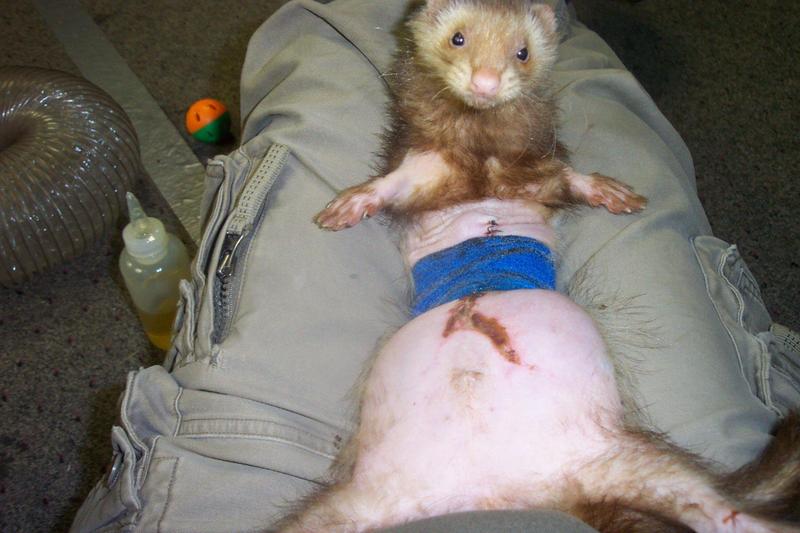 domesticated Ferret; DISPLAY FULL IMAGE.