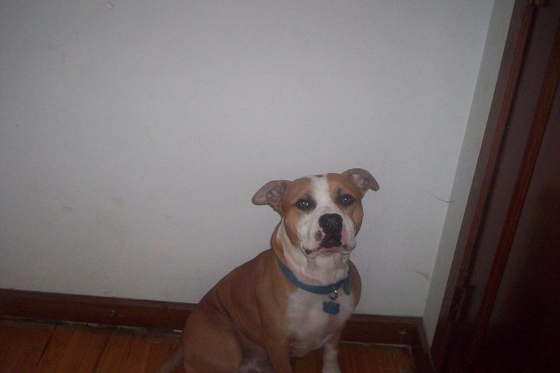 pitt bull cocoa; DISPLAY FULL IMAGE.