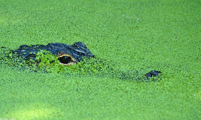Duckweed Gator; DISPLAY FULL IMAGE.