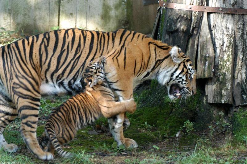 Sumatran Tiger Attack003.JPG; DISPLAY FULL IMAGE.