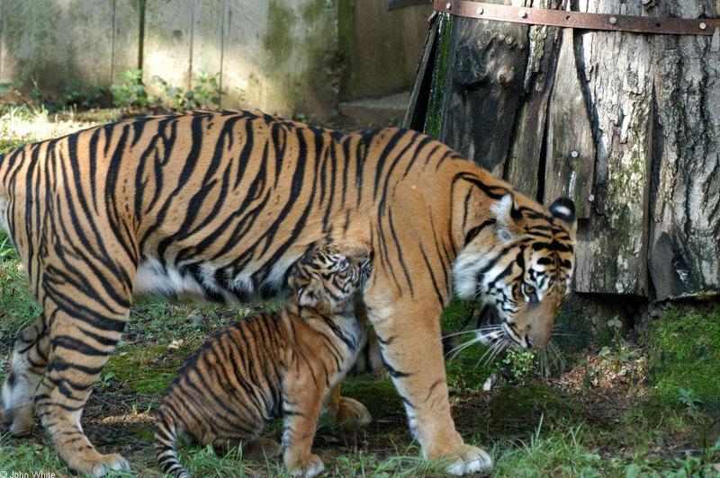 Sumatran Tiger Attack004.JPG; DISPLAY FULL IMAGE.