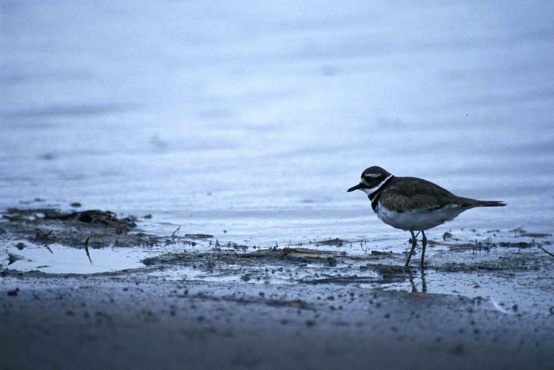 Killdeer (Charadrius vociferus) {!--쌍띠물떼새-->; DISPLAY FULL IMAGE.