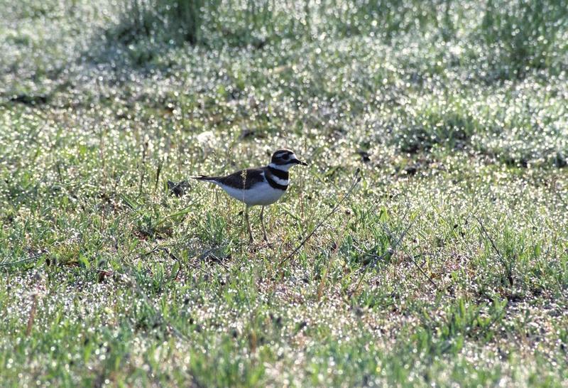 Killdeer (Charadrius vociferus) {!--쌍띠물떼새-->; DISPLAY FULL IMAGE.