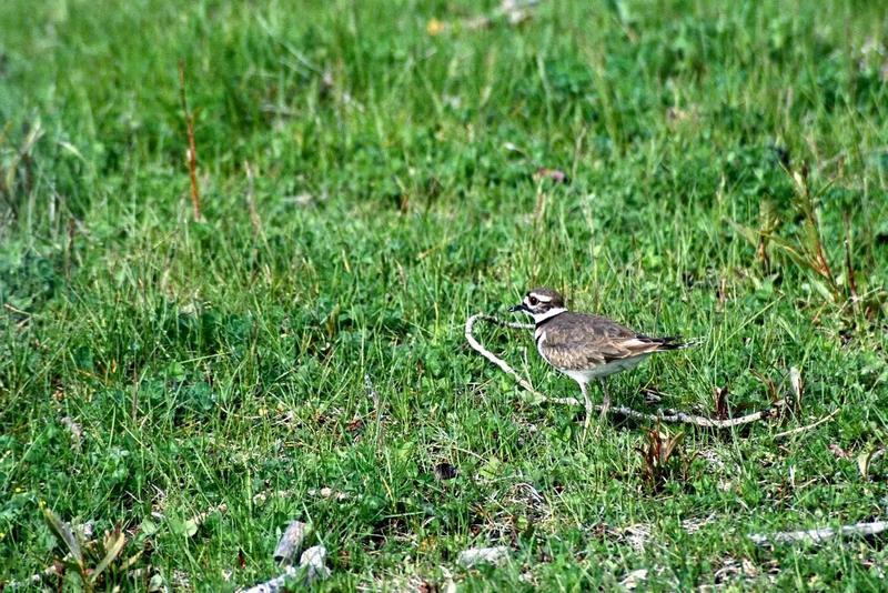 Killdeer (Charadrius vociferus) {!--쌍띠물떼새-->; DISPLAY FULL IMAGE.