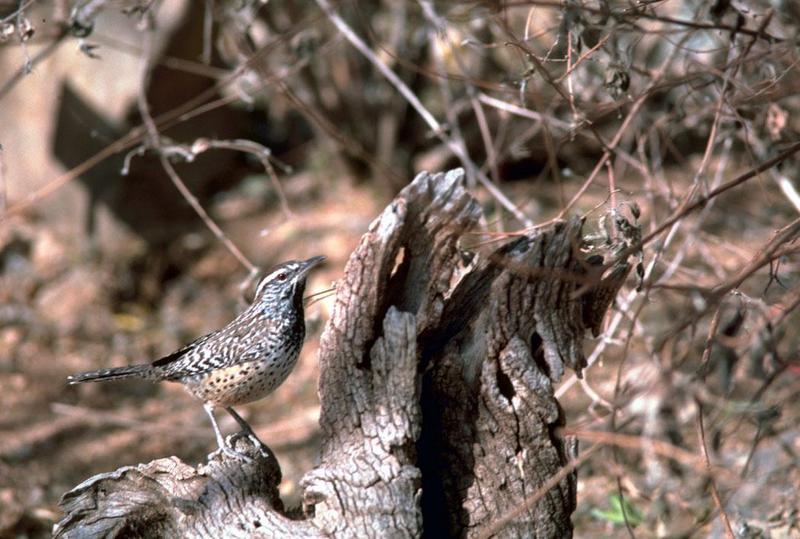 Cactus Wren (Campylorhynchus brunneicapillus) {!--선인장굴뚝새-->; DISPLAY FULL IMAGE.