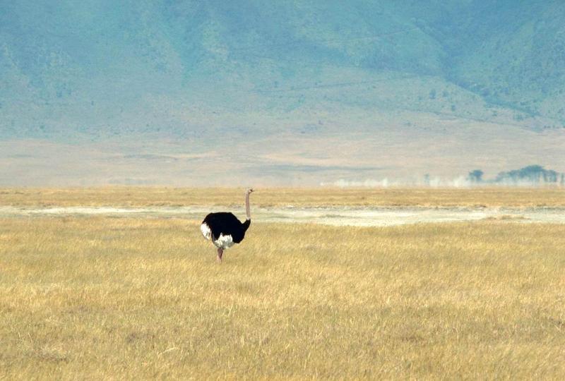 Ostrich(Struthio camelus) {!--타조(駝鳥)--> male; DISPLAY FULL IMAGE.