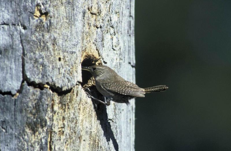 House Wren(Troglodytes aedon) {!--집굴뚝새--> - tree hole nest; DISPLAY FULL IMAGE.