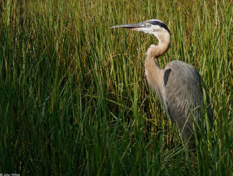 Great Blue Heron2.jpg -- great blue heron (Ardea herodias); DISPLAY FULL IMAGE.