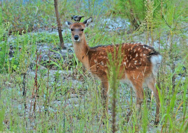 Sika Deer (aka 