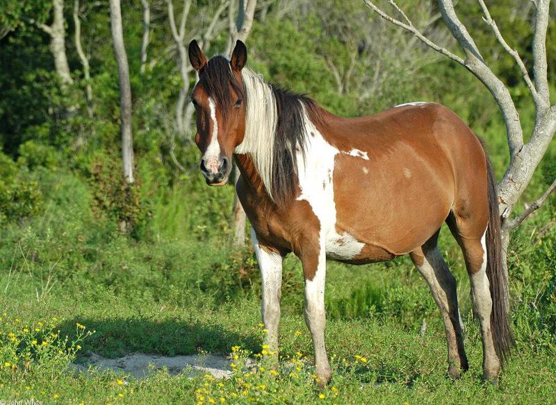 Assateague Pony001.jpg; DISPLAY FULL IMAGE.