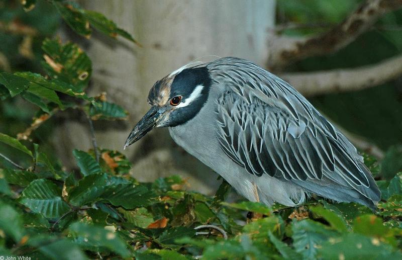 Yellow-crowned Night Heron (Nyctanassa violacea).jpg; DISPLAY FULL IMAGE.