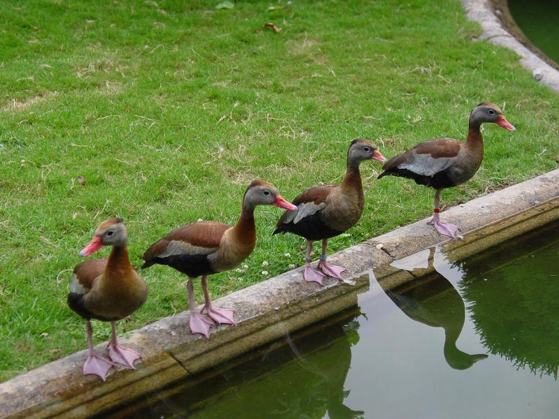 Black-bellied Whistling Duck; DISPLAY FULL IMAGE.