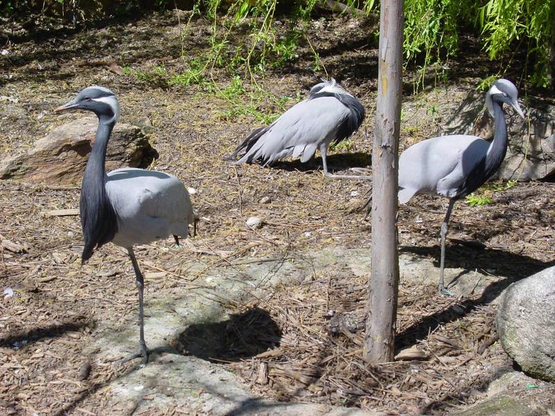 Demoiselle cranes - Grou/gr??a; DISPLAY FULL IMAGE.