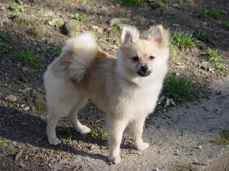 pomeranian dog; DISPLAY FULL IMAGE.