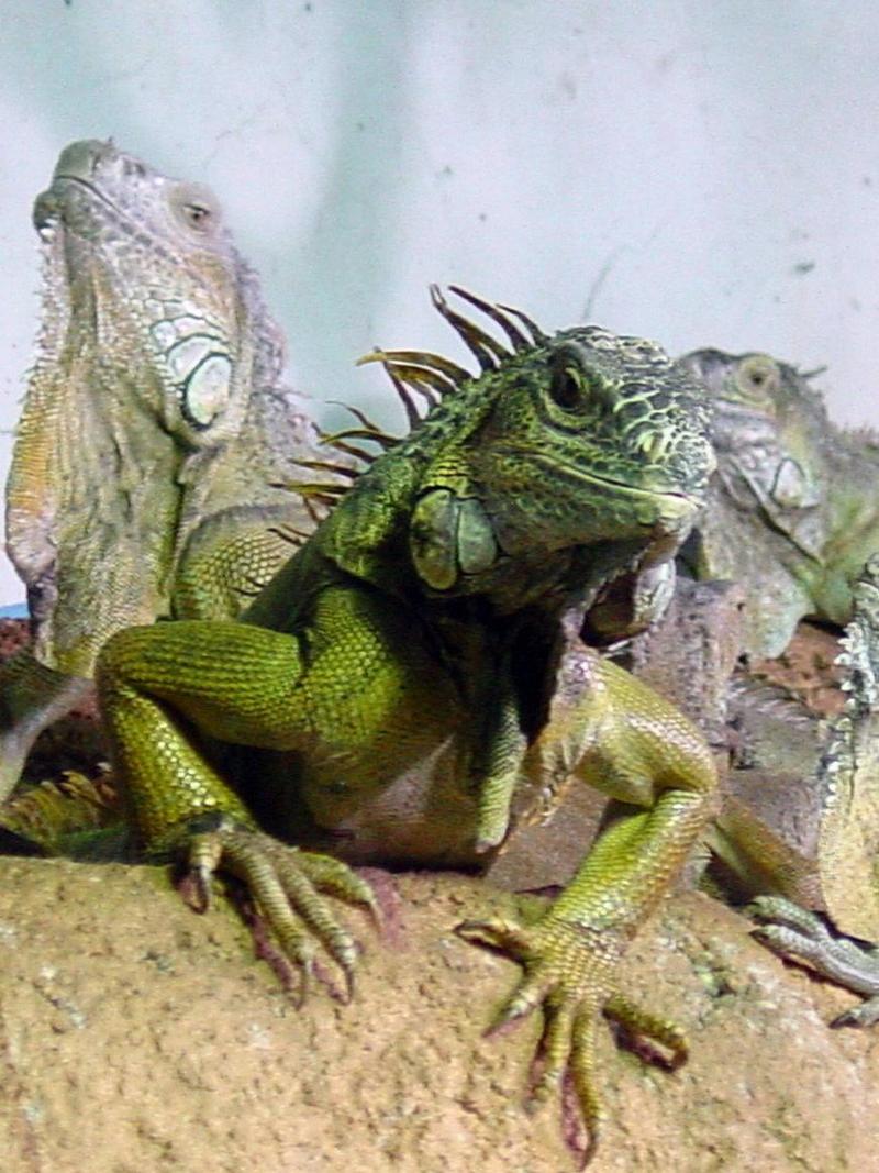 GREEN IGUANAs; DISPLAY FULL IMAGE.