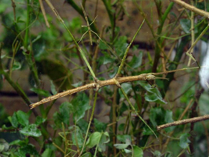 Stick bug; DISPLAY FULL IMAGE.