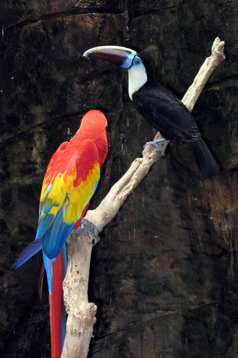 Ara macao & Ramphastos tucanus; DISPLAY FULL IMAGE.