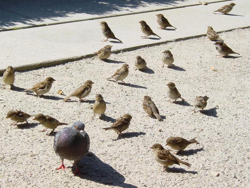 Columba livia & Passer domesticus; DISPLAY FULL IMAGE.
