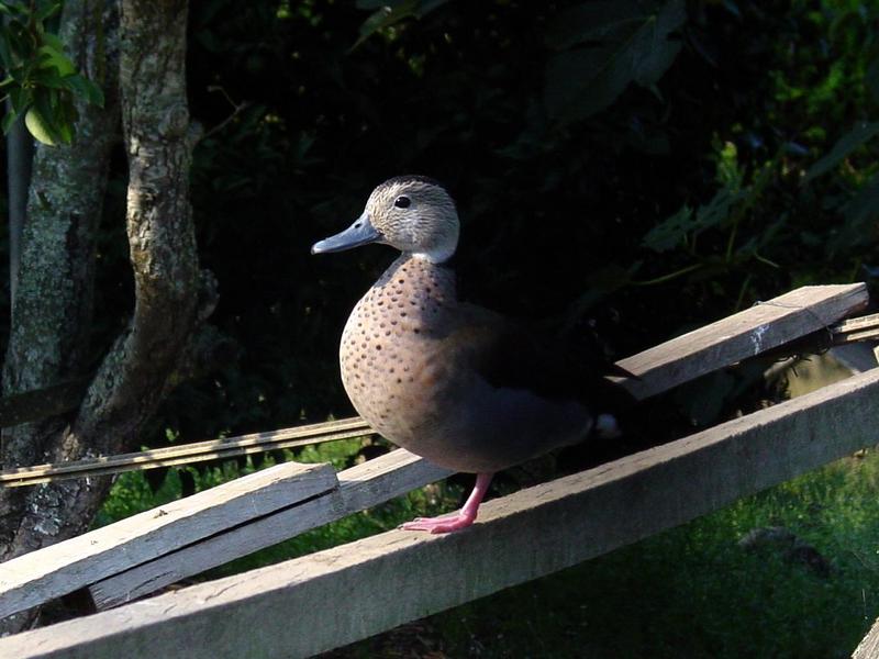 ringed teal; DISPLAY FULL IMAGE.