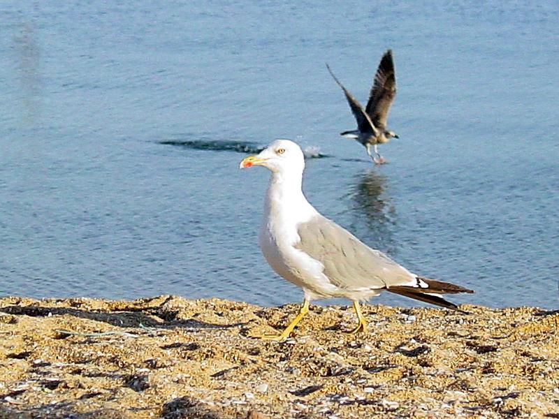 gull; DISPLAY FULL IMAGE.