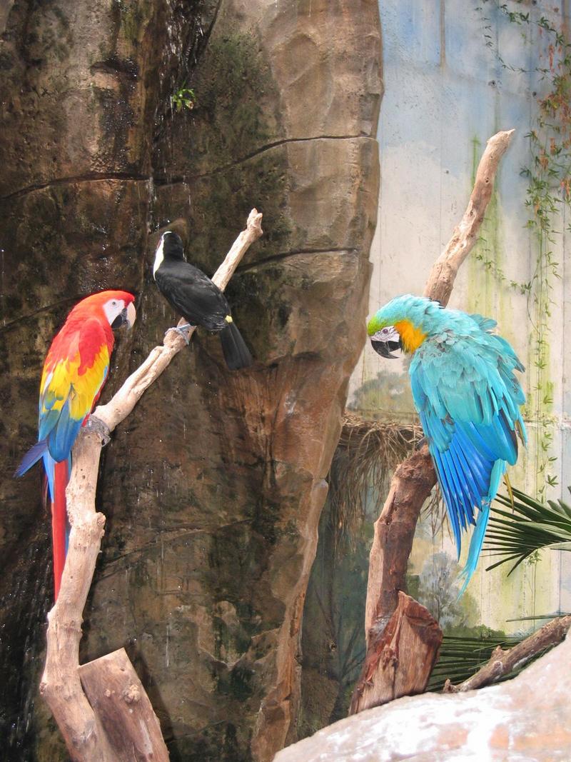 scarlet macaw, red-billed toucan & Catalina macaw; DISPLAY FULL IMAGE.