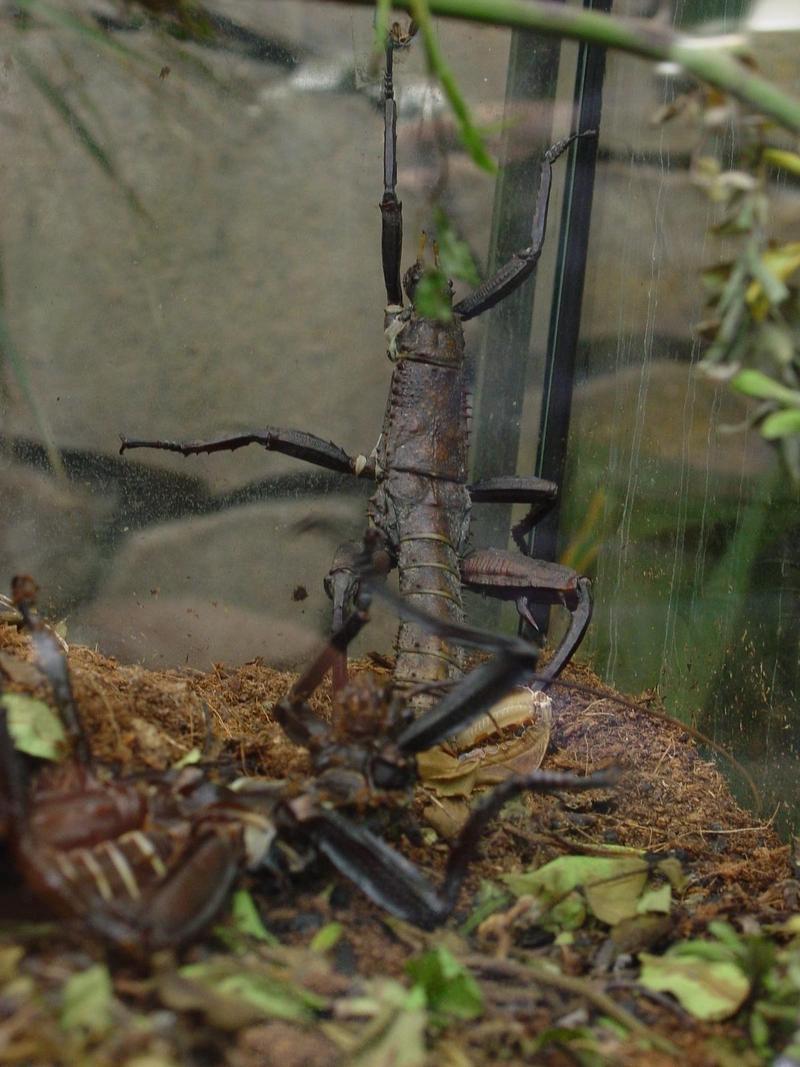 insect; DISPLAY FULL IMAGE.