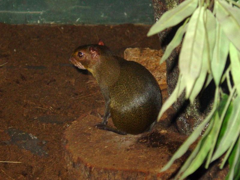 orange-rumped agouti (Dasyprocta leporina); DISPLAY FULL IMAGE.