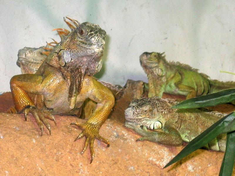 iguana?; DISPLAY FULL IMAGE.