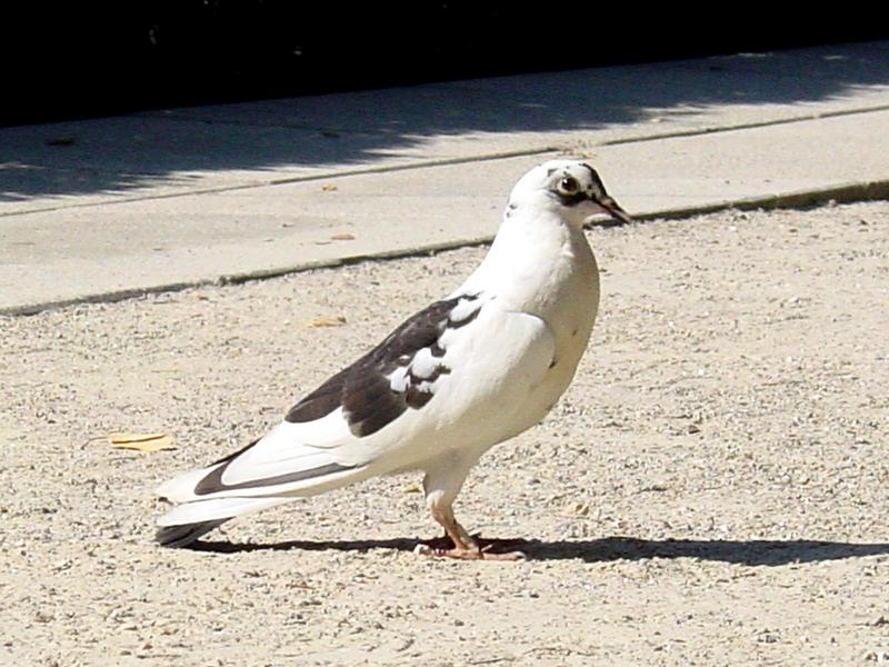 Columba livia var. domestica; DISPLAY FULL IMAGE.