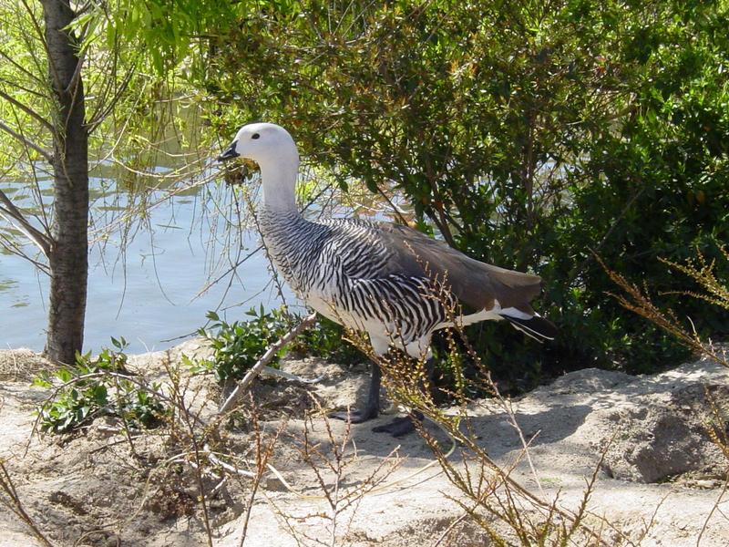 Upland Goose; DISPLAY FULL IMAGE.