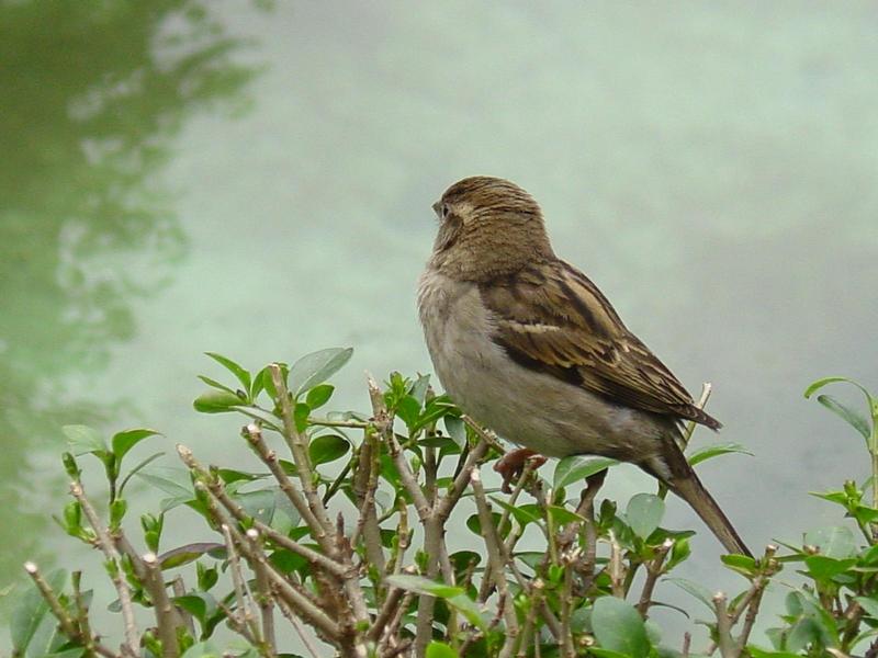 Passer domesticus; DISPLAY FULL IMAGE.
