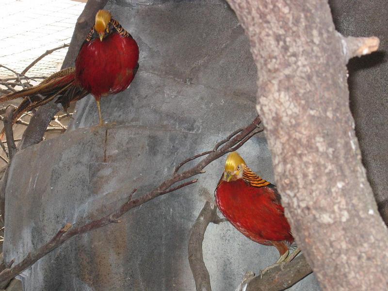 Golden Pheasants; DISPLAY FULL IMAGE.