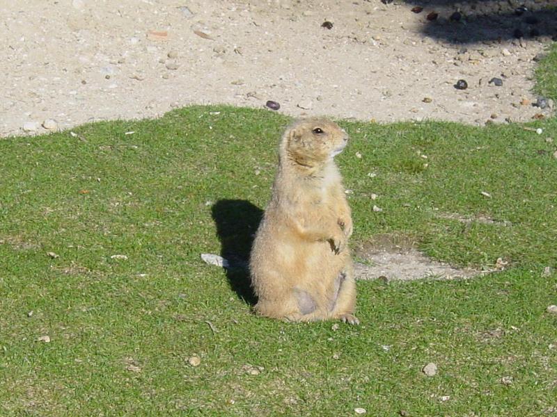 prairie dog; DISPLAY FULL IMAGE.