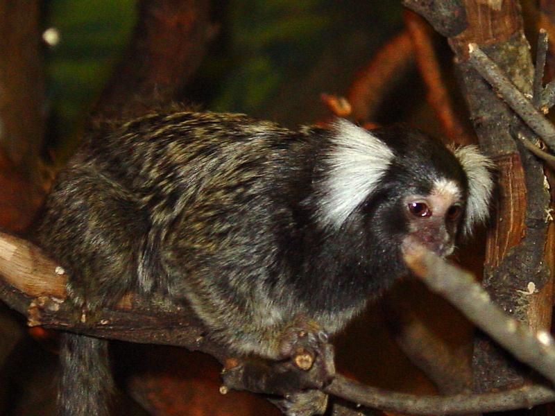 Common Marmoset (Callithrix jacchus); DISPLAY FULL IMAGE.