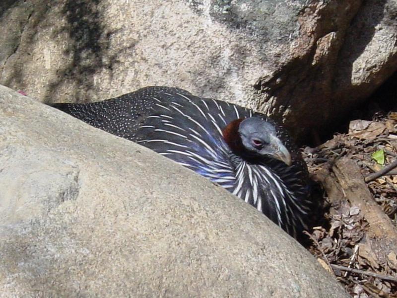 Vulturine Guineafowl; DISPLAY FULL IMAGE.