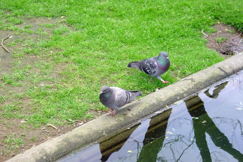 Columba livia var. domestica; DISPLAY FULL IMAGE.