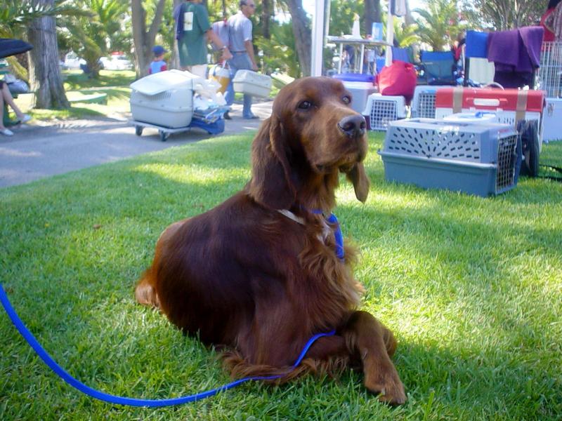 Irish setter; DISPLAY FULL IMAGE.