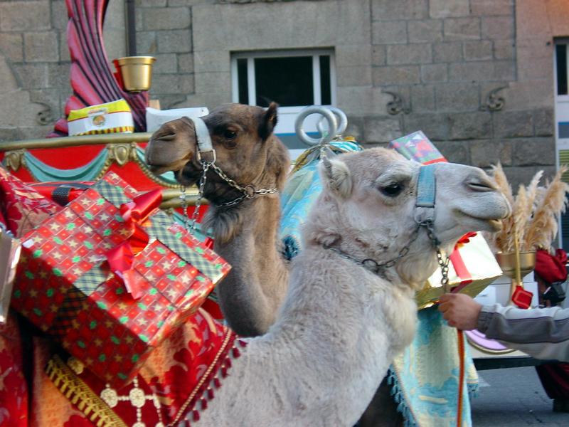 Dromedary Camels; DISPLAY FULL IMAGE.