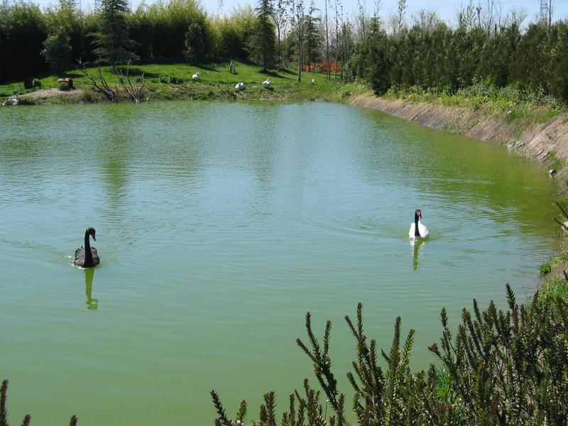 Black Swan & Black-necked swan - Cisnes; DISPLAY FULL IMAGE.