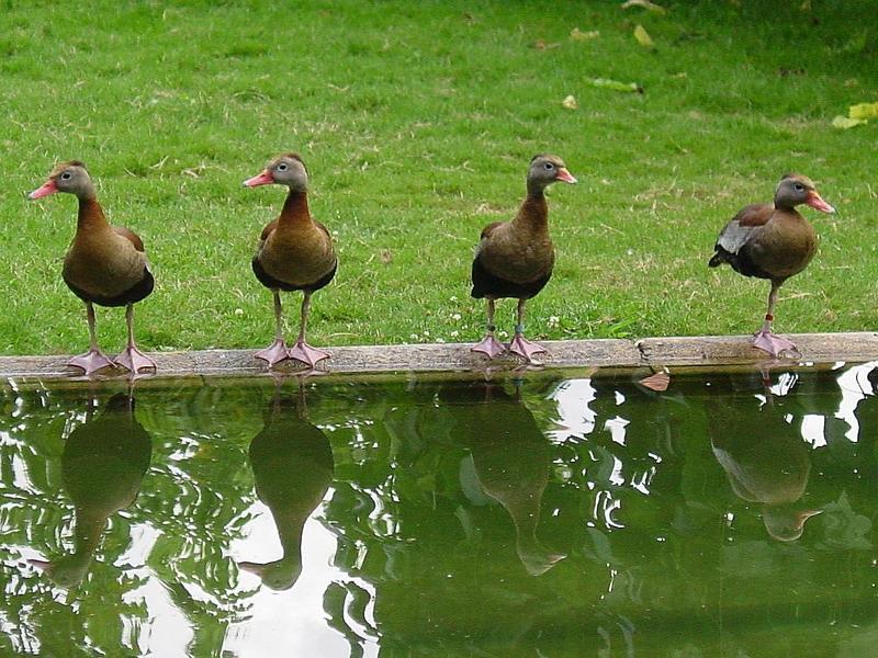 Black-bellied Whistling Duck; DISPLAY FULL IMAGE.