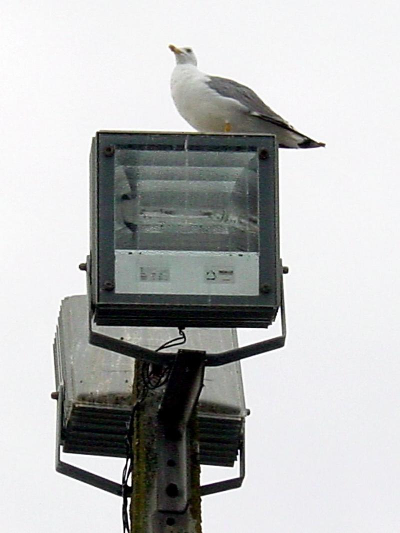 Gull (Larus argentatus); DISPLAY FULL IMAGE.