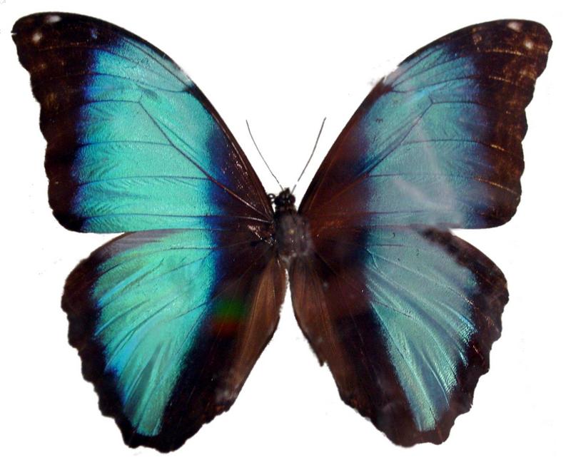 Butterfly; DISPLAY FULL IMAGE.