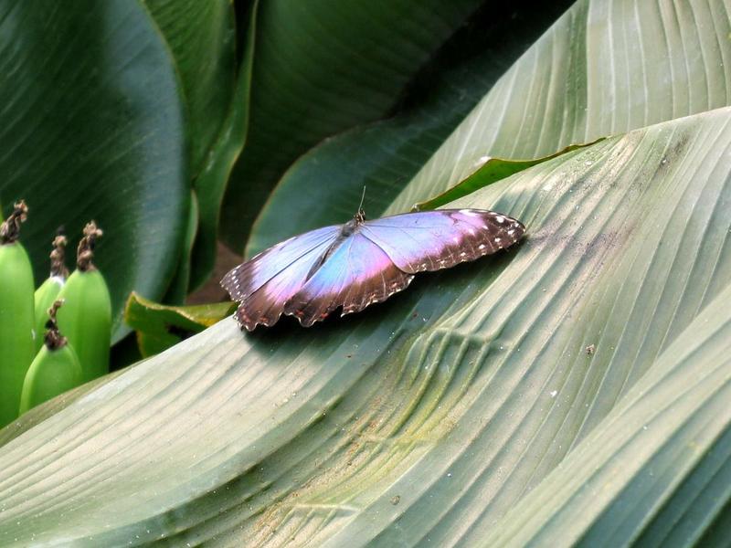 butterfly; DISPLAY FULL IMAGE.