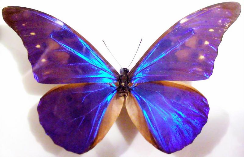 butterfly; DISPLAY FULL IMAGE.