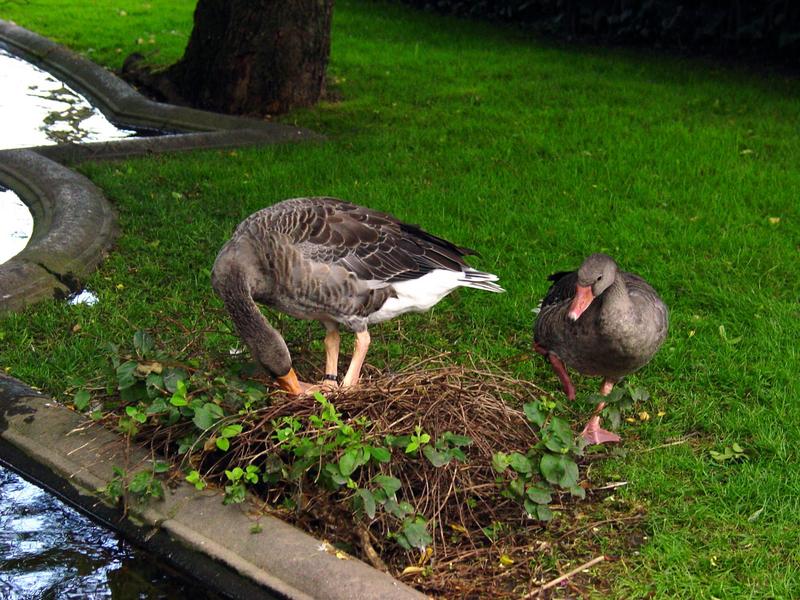 ducks; DISPLAY FULL IMAGE.