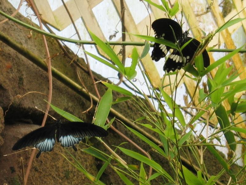 butterfly; DISPLAY FULL IMAGE.
