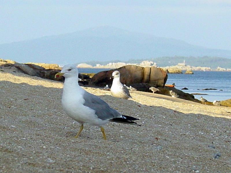 gull; DISPLAY FULL IMAGE.