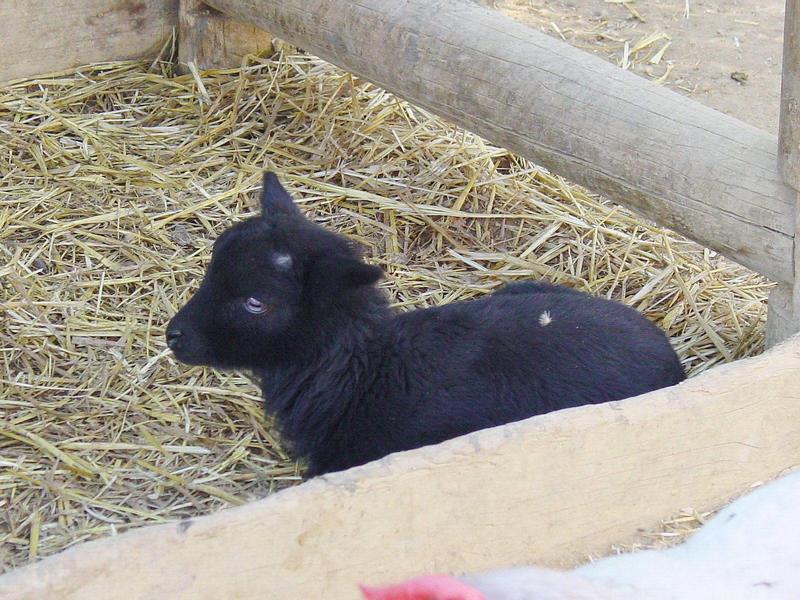 Kid, little goat; DISPLAY FULL IMAGE.